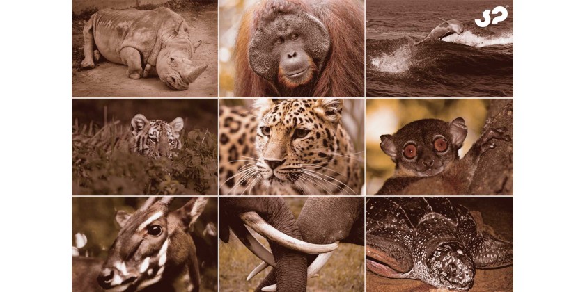 Animales en peligro de extinción que pueden desaparecer en 2016